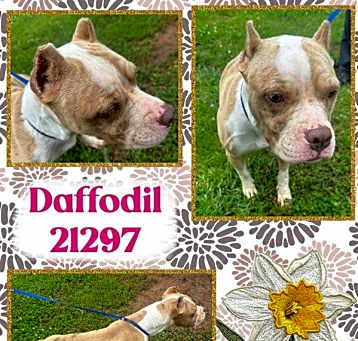 Photo of 21297-Daffodil