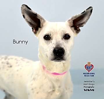 Photo of Bunny