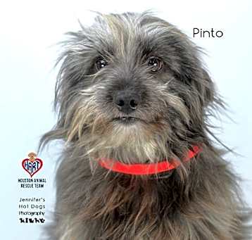 Photo of Pinto
