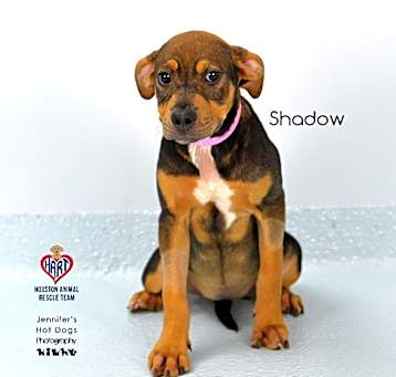 Photo of Shadow