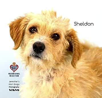 Photo of Sheldon