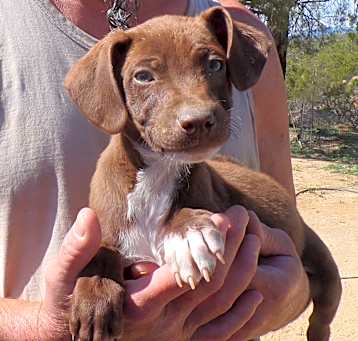 Photo of SUPER MUTT PUPS A