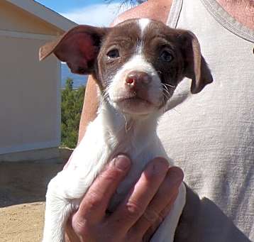 Photo of SUPER MUTT PUPS B