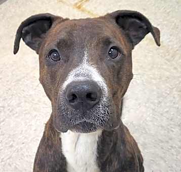 Photo of Capone
