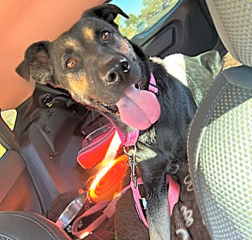 Photo of SweetPea - Needs home w/ another dog! Adopt $0