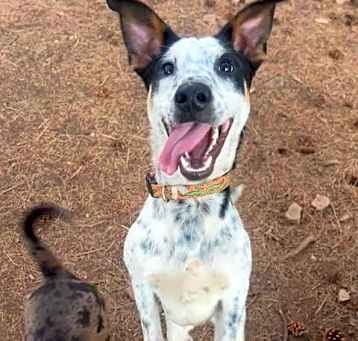 Photo of Kona - Leash Trained, Loves Dogs!