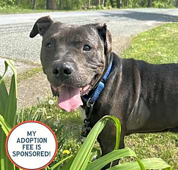 Photo of Yolo - IN FOSTER