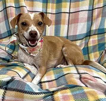 Photo of Dixie