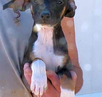 Photo of SUPER MUTT PUPS C