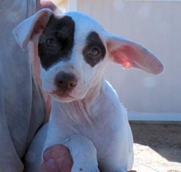 Photo of SUPER MUTT PUPS D