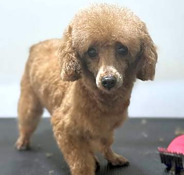 Photo of Ginger