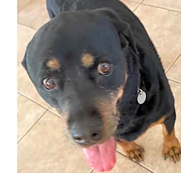 Photo of Daisy