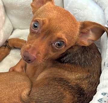 Photo of Gizmo