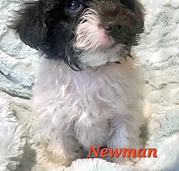 Photo of Newman