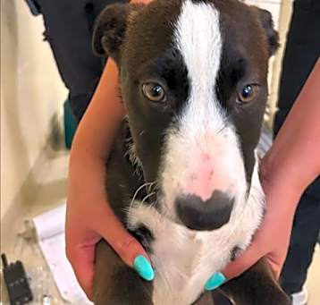 Photo of *DAISY