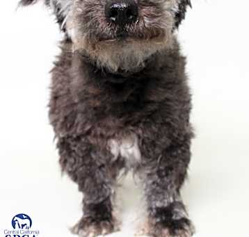 Photo of Miko