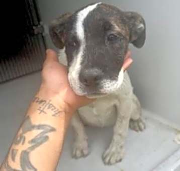 Photo of ANNABELLE