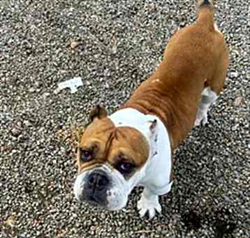 Photo of BETSY
