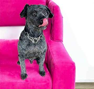 Photo of Shaggy