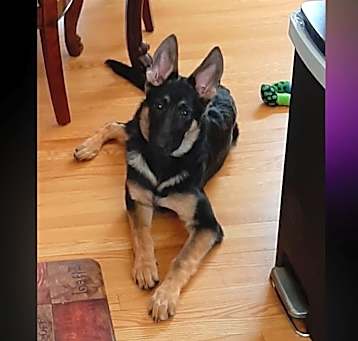 Photo of Mocha