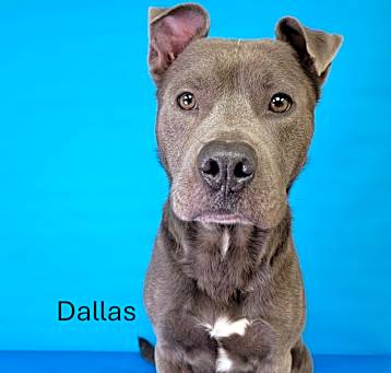 Photo of Dallas