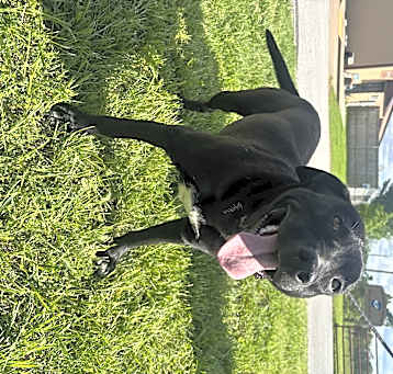 Photo of Panther