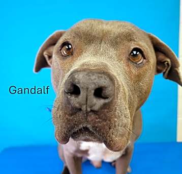 Photo of Gandalf