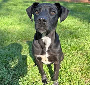 Photo of Barney 