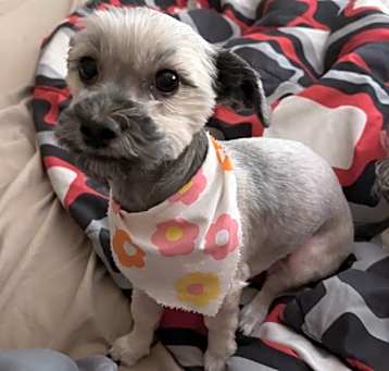 Photo of Tinsel