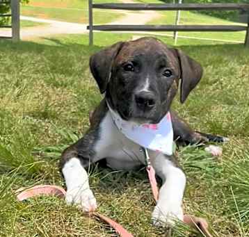 Photo of Tulip