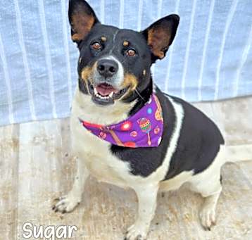 Photo of Sugar Plum