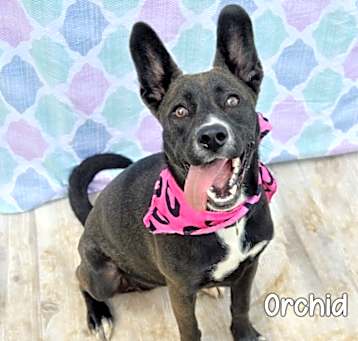 Photo of Orchid