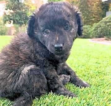 Photo of Frida - Foxy Pup