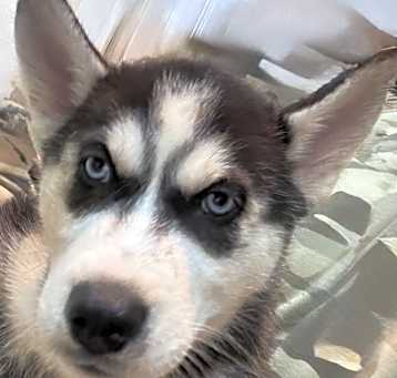 Photo of ADOPTION PENDING Tofu