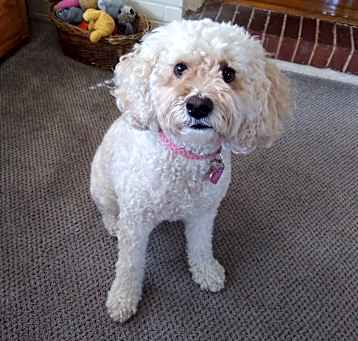 Photo of Maggie