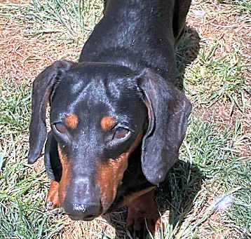 Photo of Max