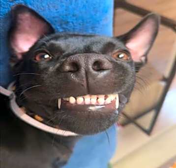 Photo of SHADOW