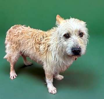 Photo of BARNEY