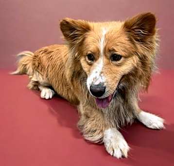 Photo of BENTLEY