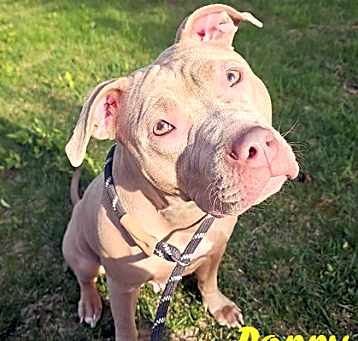 Photo of Poppy- Stray