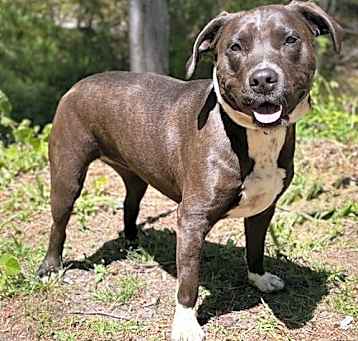 Photo of Abby