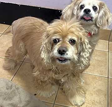 Photo of Suzy and Zuzu