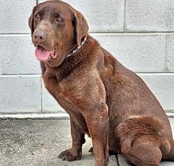 Photo of Opal