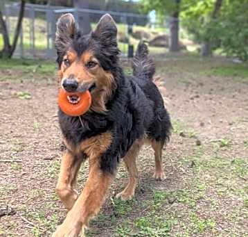 Photo of Kodiak (kody)