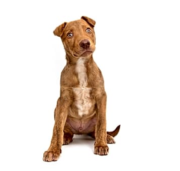 Photo of Trainer