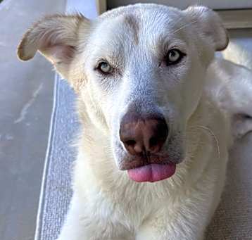 Photo of Obi
