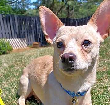 Photo of Louie