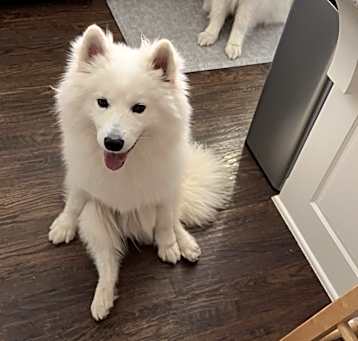 Photo of Meeko