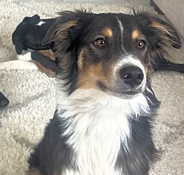 Photo of Moose