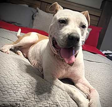 Photo of Banjo KA
